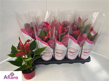 Горшечные цветы и растения оптом Anthu Banderola Roja 5-6+ от 10шт из Голландии с доставкой по России