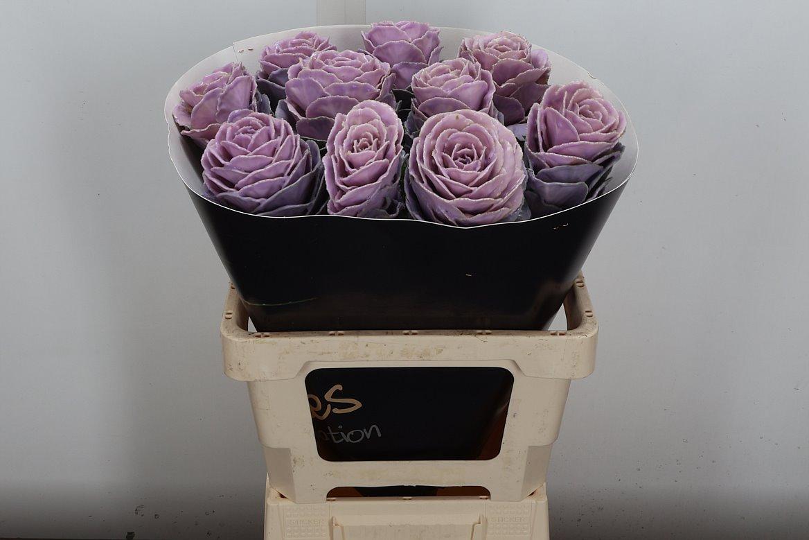 Срезанные цветы оптом Brassica wax milka от 10шт из Голландии с доставкой по России