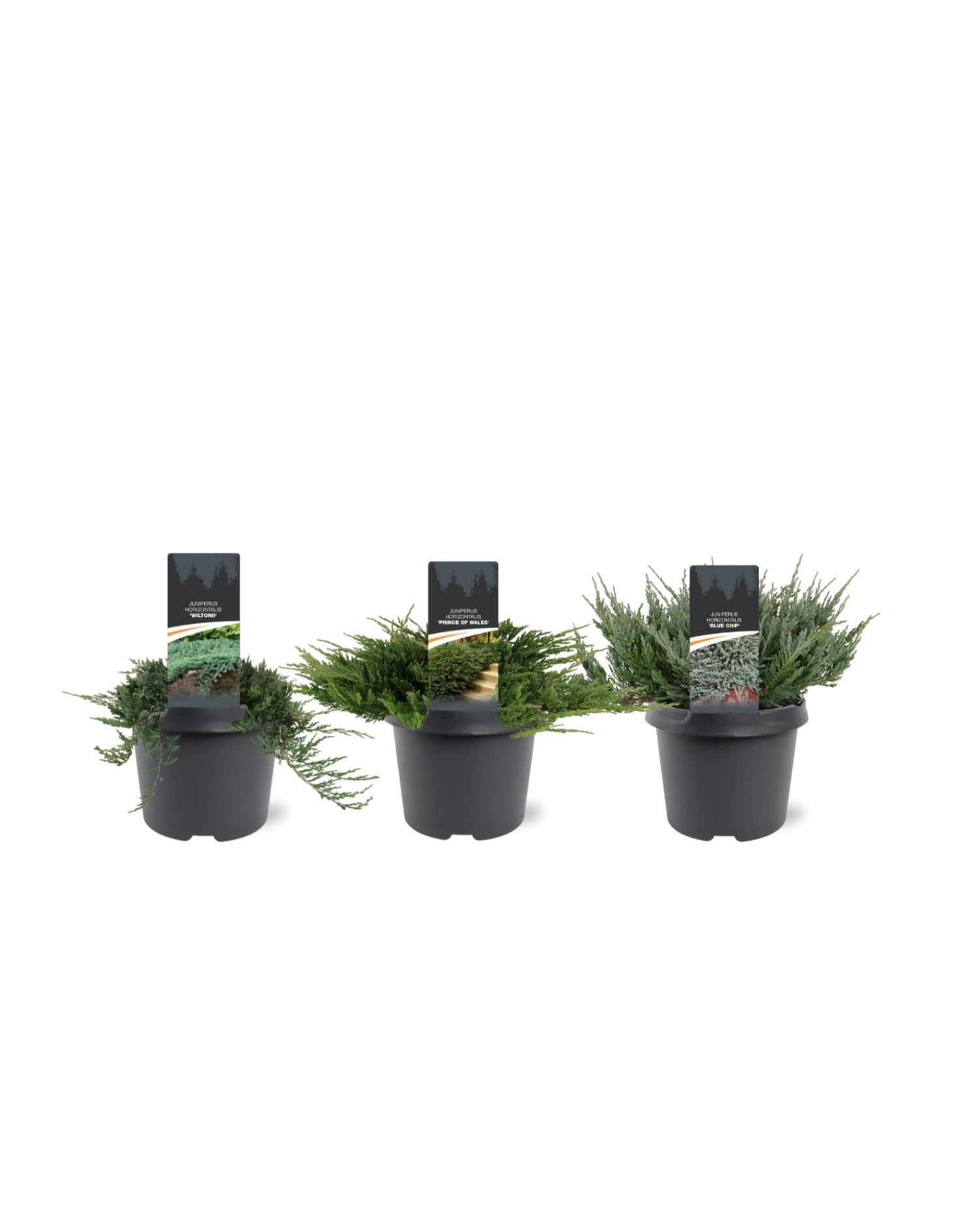 Горшечные цветы и растения оптом Juniperus Hor Icee Blue от 1шт из Голландии с доставкой по России