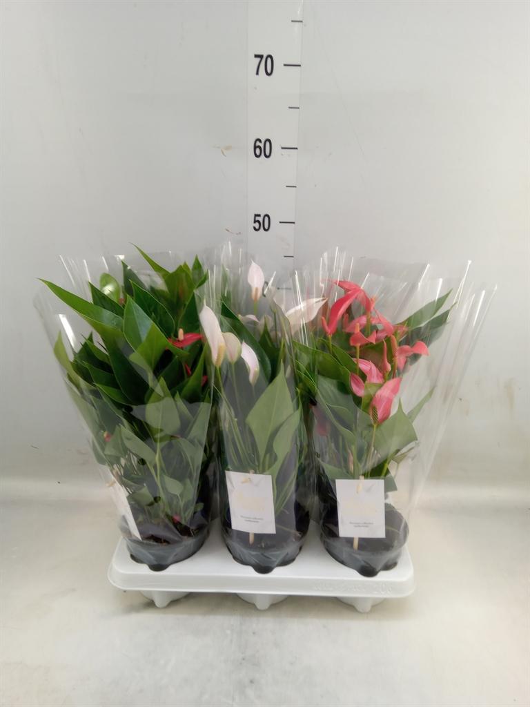 Горшечные цветы и растения оптом Anthurium Andr.   ...mix  5 от 6шт из Голландии с доставкой по России