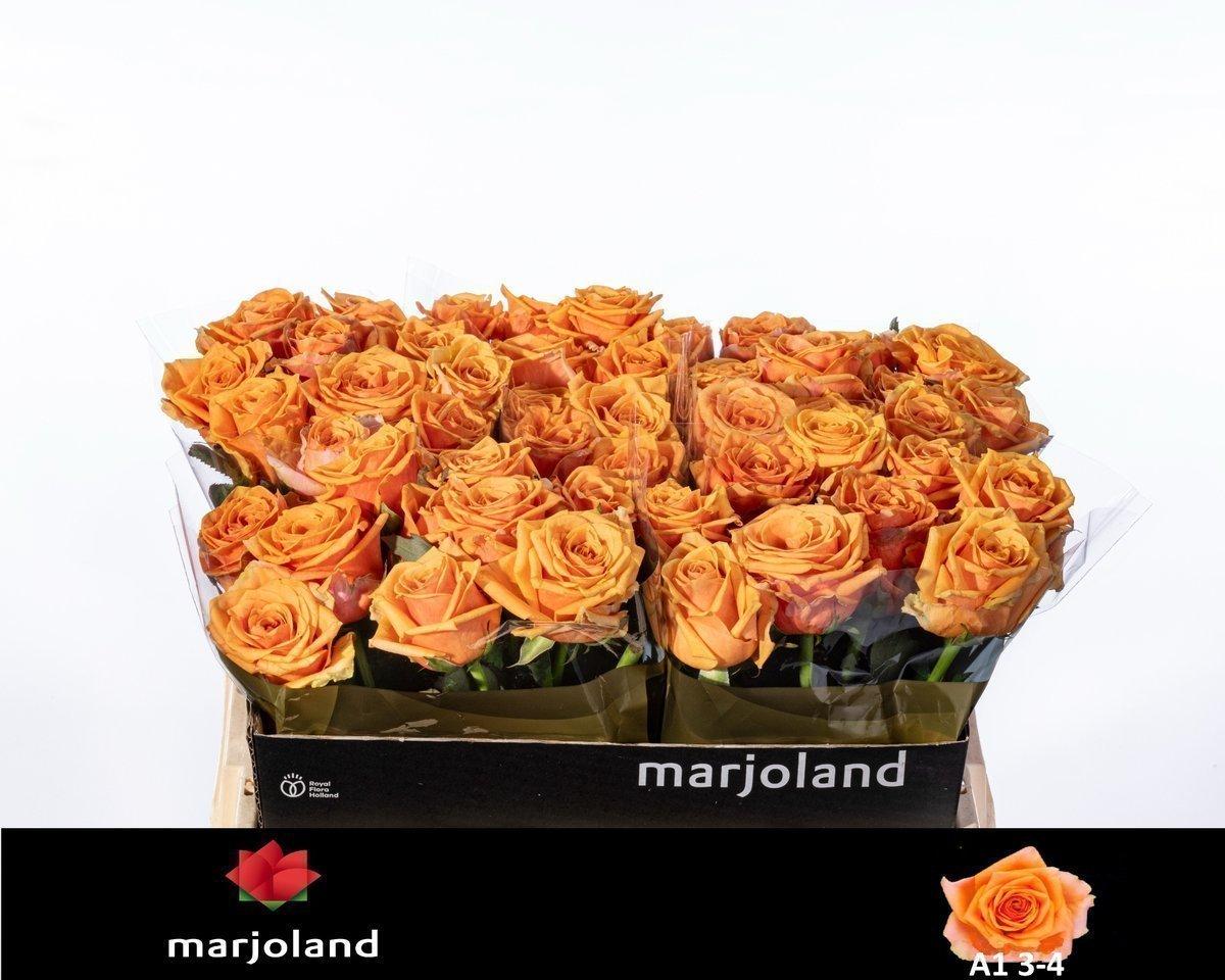 Срезанные цветы оптом Rosa large novi! от 50шт из Голландии с доставкой по России