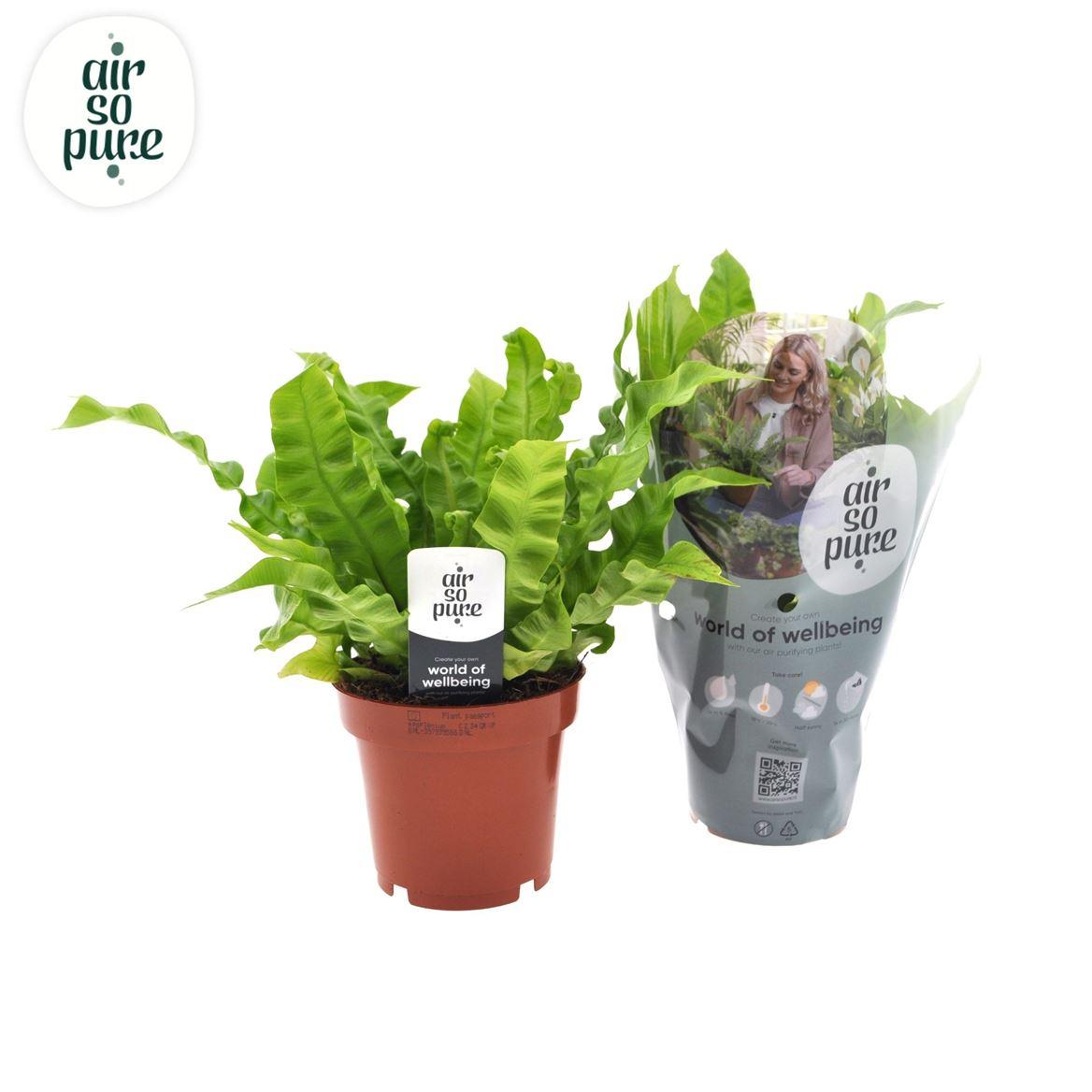 Горшечные цветы и растения оптом Asplenium Crispy Wave от 8шт из Голландии с доставкой по России
