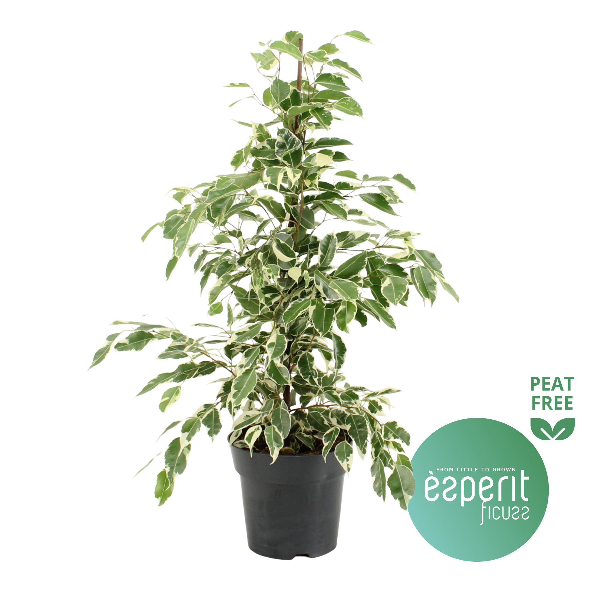 Горшечные цветы и растения оптом Ficus Be Twilight от 6шт из Голландии с доставкой по России