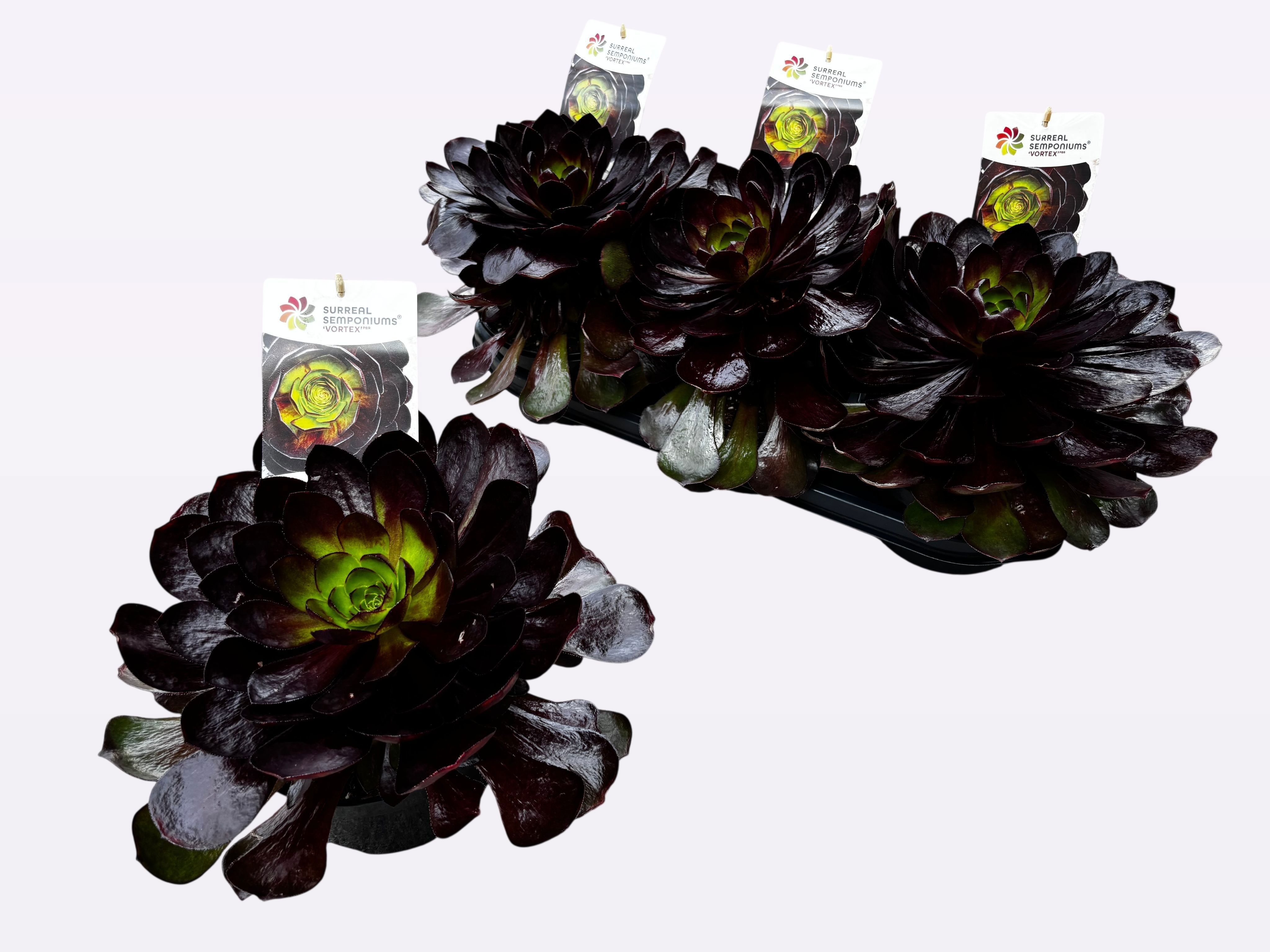 Горшечные цветы и растения оптом Sempon Sur Succu Gem от 3шт из Голландии с доставкой по России