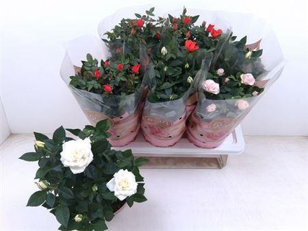 Горшечные цветы и растения оптом Ro Fav Ro Gem 3 Srt от 6шт из Голландии с доставкой по России