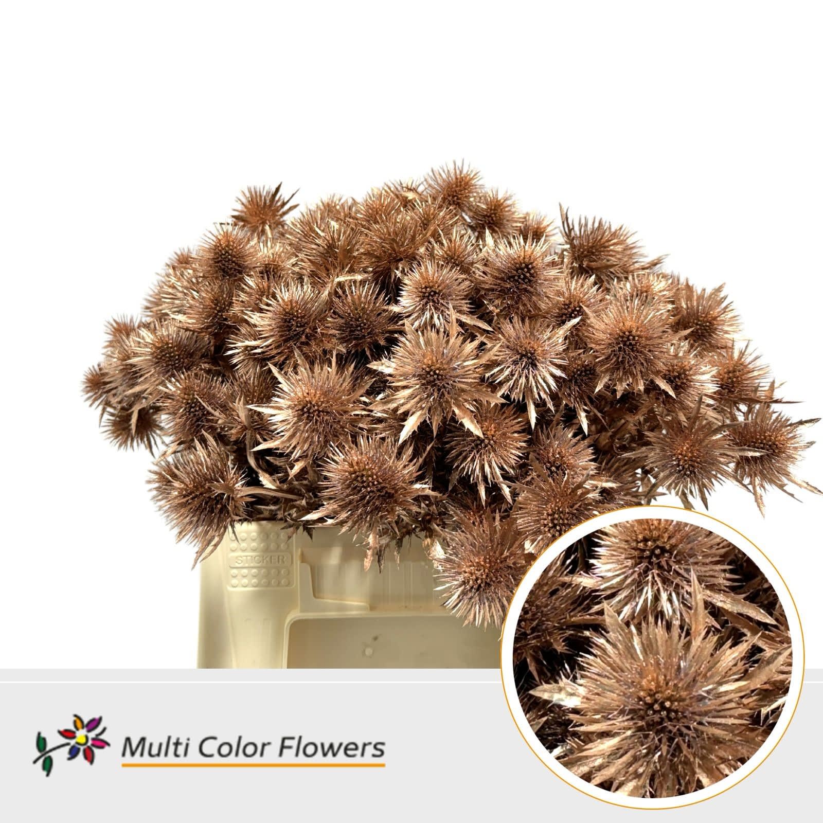 Срезанные цветы оптом Eryngium paint copper от 60шт из Голландии с доставкой по России