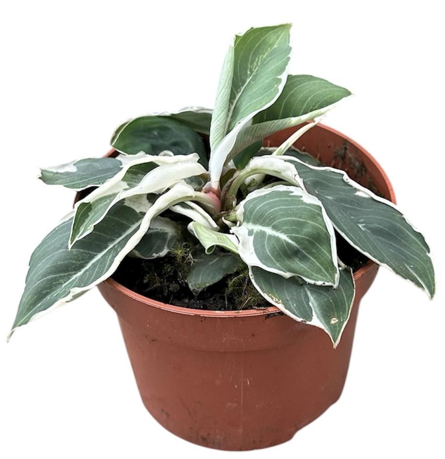 Горшечные цветы и растения оптом Homalomena Wallisii Camouflage Variegata от 1шт из Голландии с доставкой по России