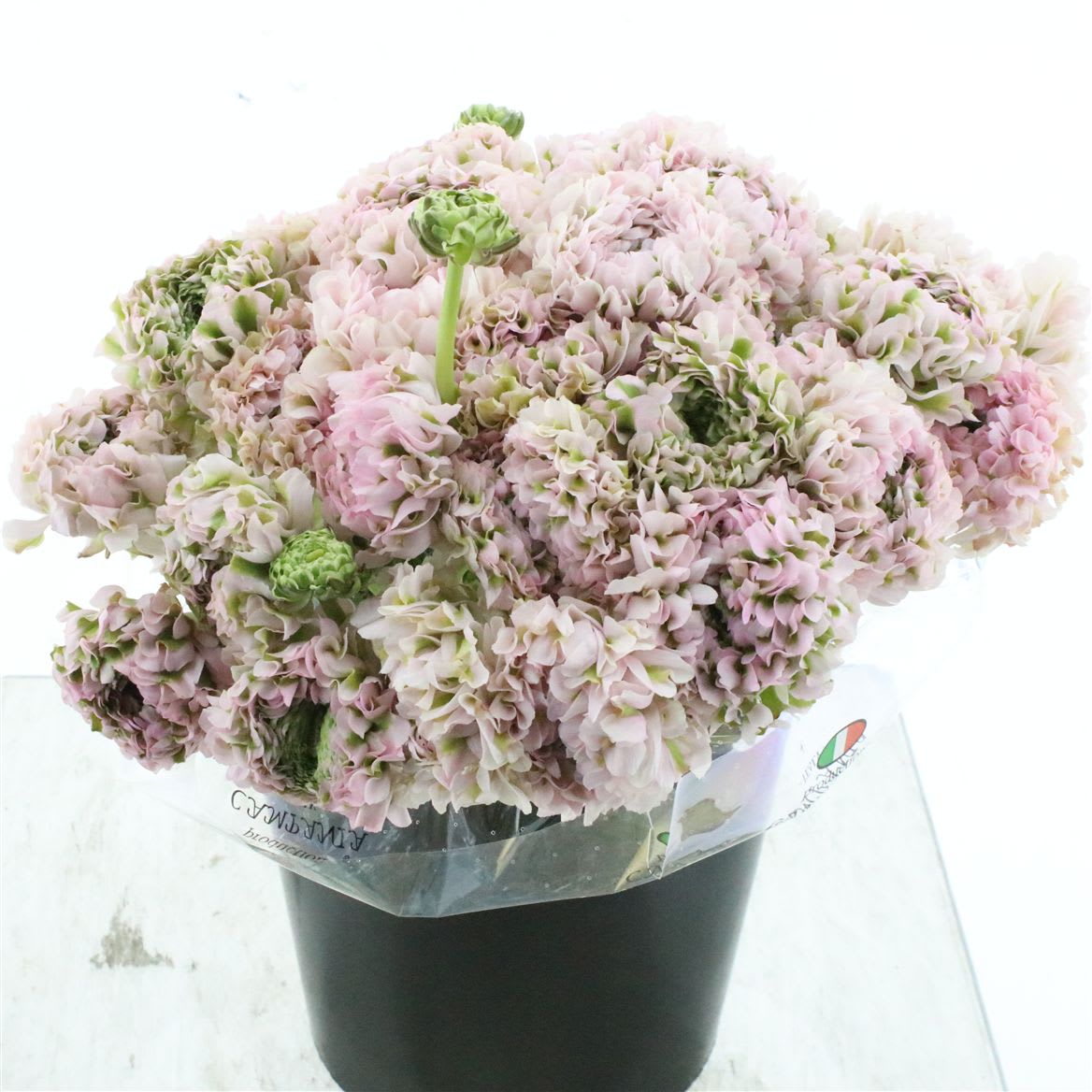 Срезанные цветы оптом Ranunculus pon pon hermione от 100шт из Голландии с доставкой по России