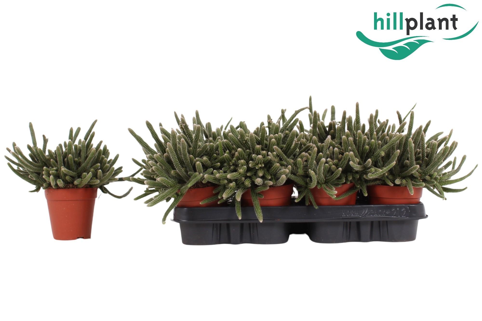 Горшечные цветы и растения оптом Rhipsalis Baccifera Horrida от 12шт (для телеги) из Голландии с доставкой по России