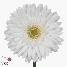 Срезанные цветы оптом Gerbera pole ice от 50шт из Голландии с доставкой по России