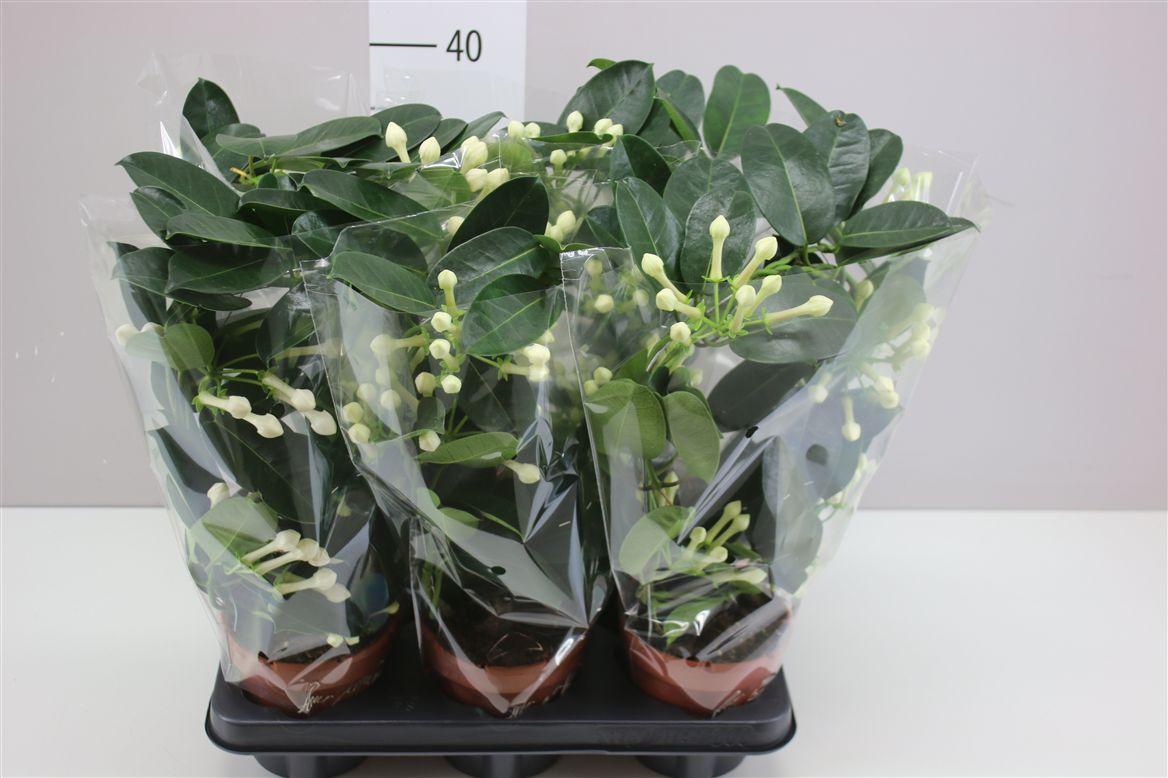 Горшечные цветы и растения оптом Stephanotis Fleur Parfum 4-6 от 6шт из Голландии с доставкой по России