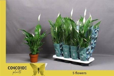 Горшечные цветы и растения оптом Spath Sweet Benito 7+ от 8шт из Голландии с доставкой по России