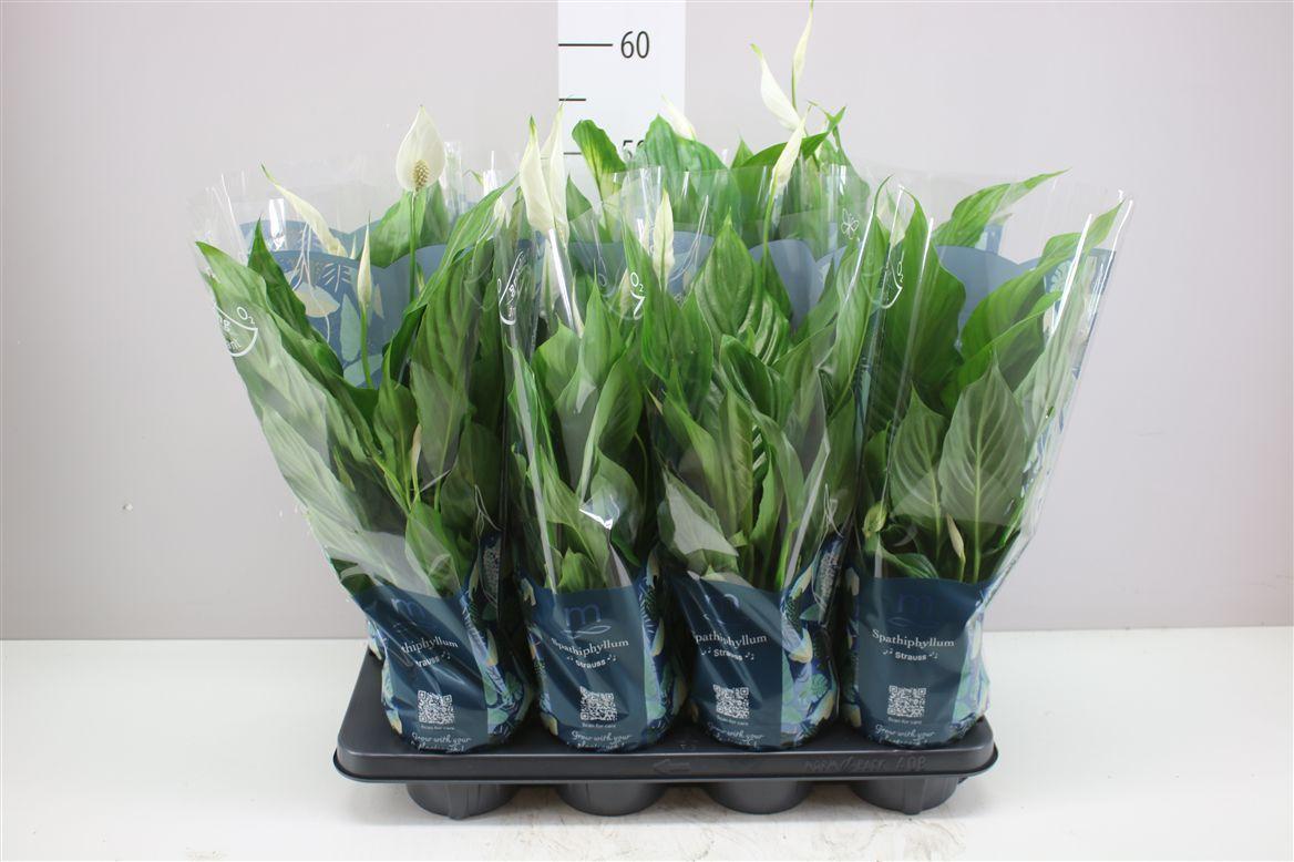 Горшечные цветы и растения оптом Spathiphyllum Strauss от 8шт из Голландии с доставкой по России Горшечные цветы и растения оптом Spathiphyllum Strauss от 8шт из Голландии с доставкой по России