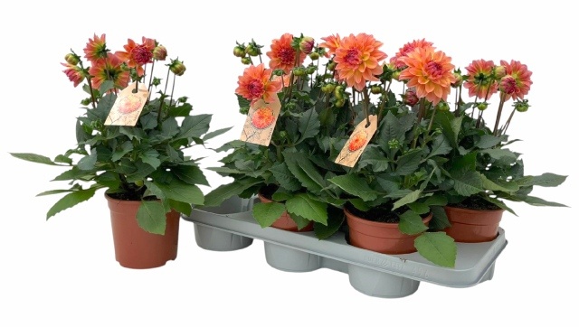 Горшечные цветы и растения оптом Dahl Garden Peach от 6шт из Голландии с доставкой по России