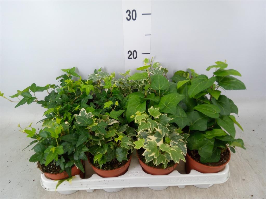 Горшечные цветы и растения оптом Hedera Mix от 12шт (для телеги) из Голландии с доставкой по России