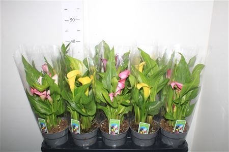 Горшечные цветы и растения оптом Zant Gem 4+ от 10шт из Голландии с доставкой по России