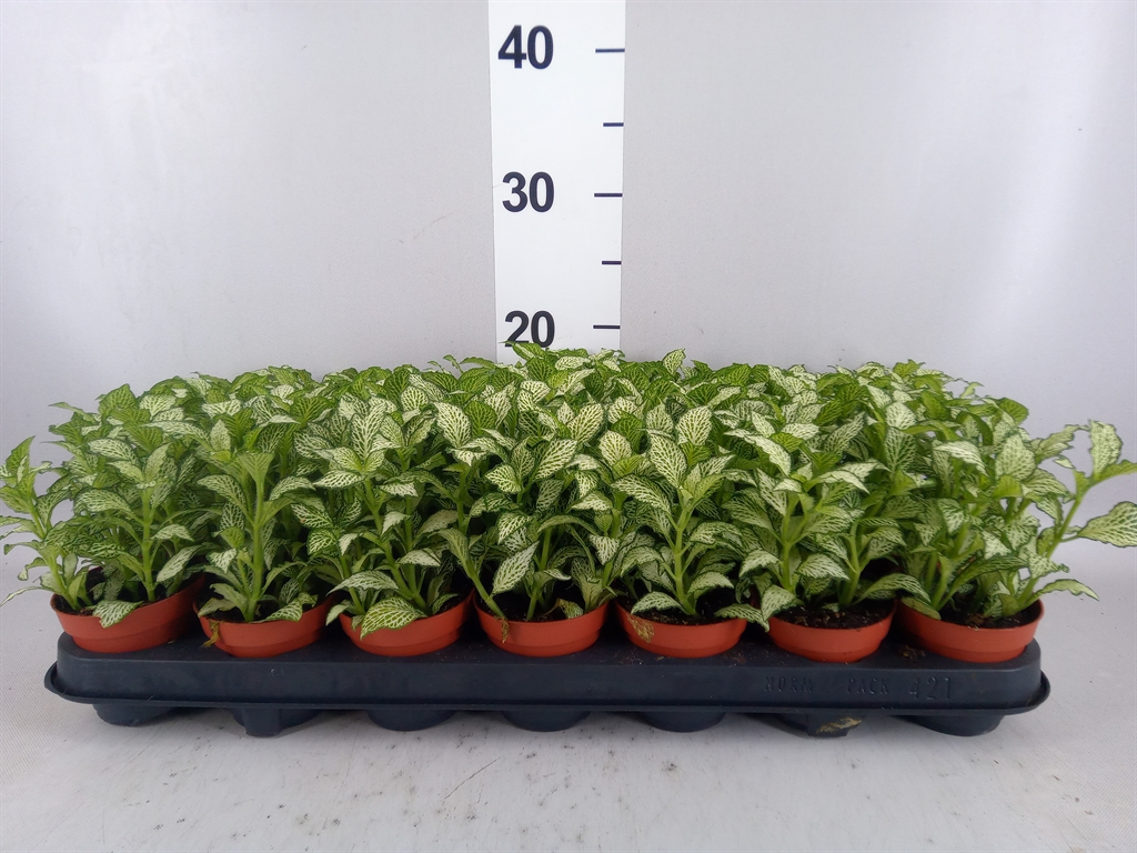 Горшечные цветы и растения оптом Fittonia mosaic White Forest Fla от 21шт (для телеги) из Голландии с доставкой по России