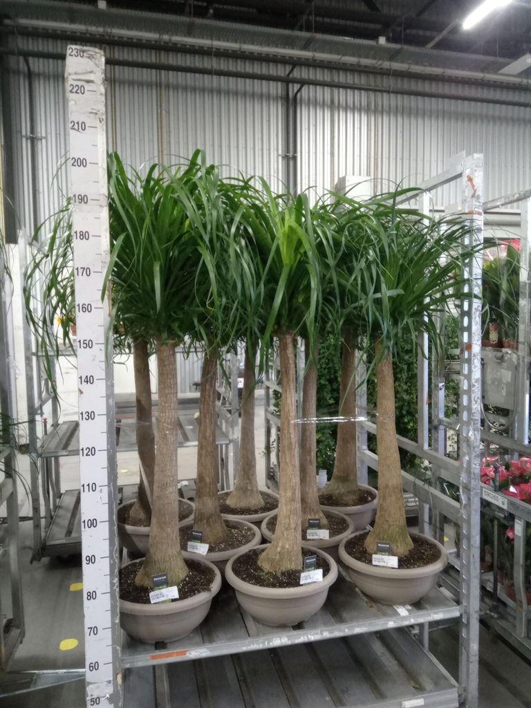 Горшечные цветы и растения оптом Beaucarnea Bol (decorum) от 1шт из Голландии с доставкой по России