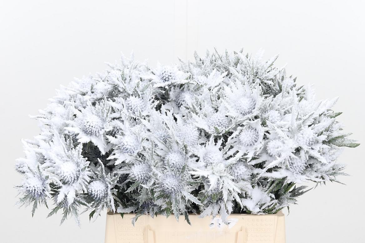 Срезанные цветы оптом Eryngium orion paint snow от 60шт из Голландии с доставкой по России