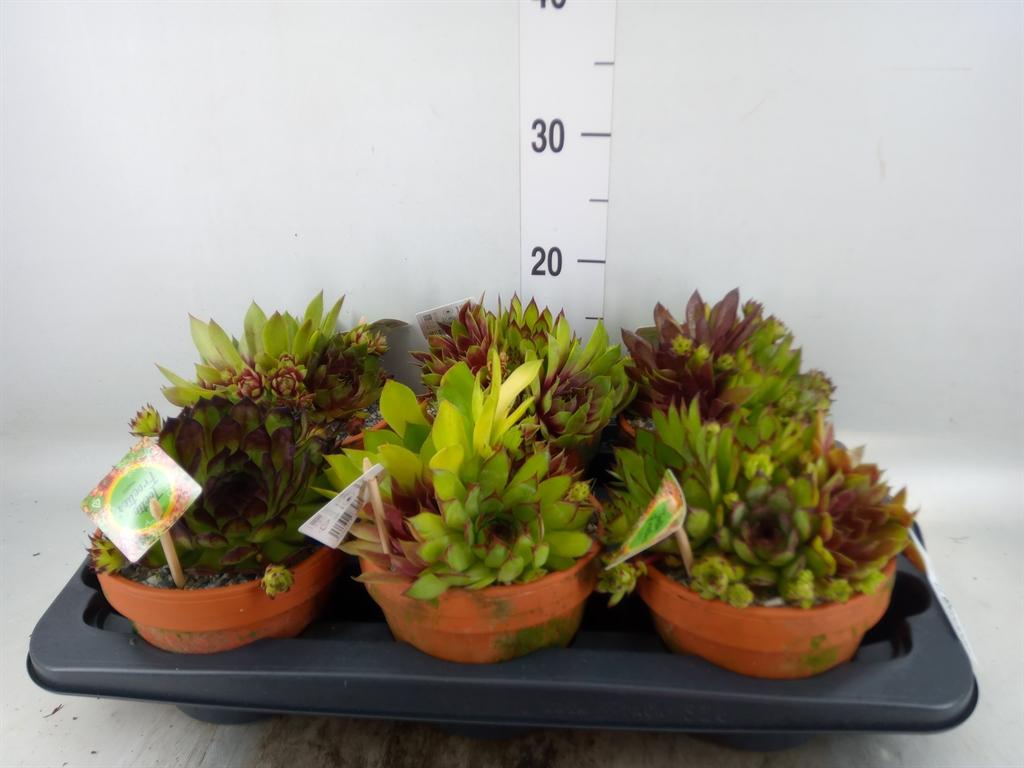 Горшечные цветы и растения оптом Sempervivum   ...mix от 6шт из Голландии с доставкой по России