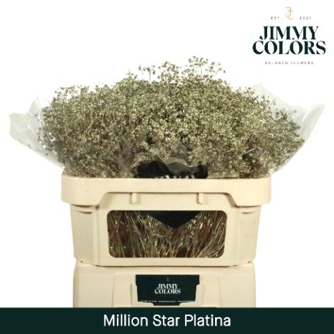 Срезанные цветы оптом Gyps fine paint platinum от 25шт из Голландии с доставкой по России