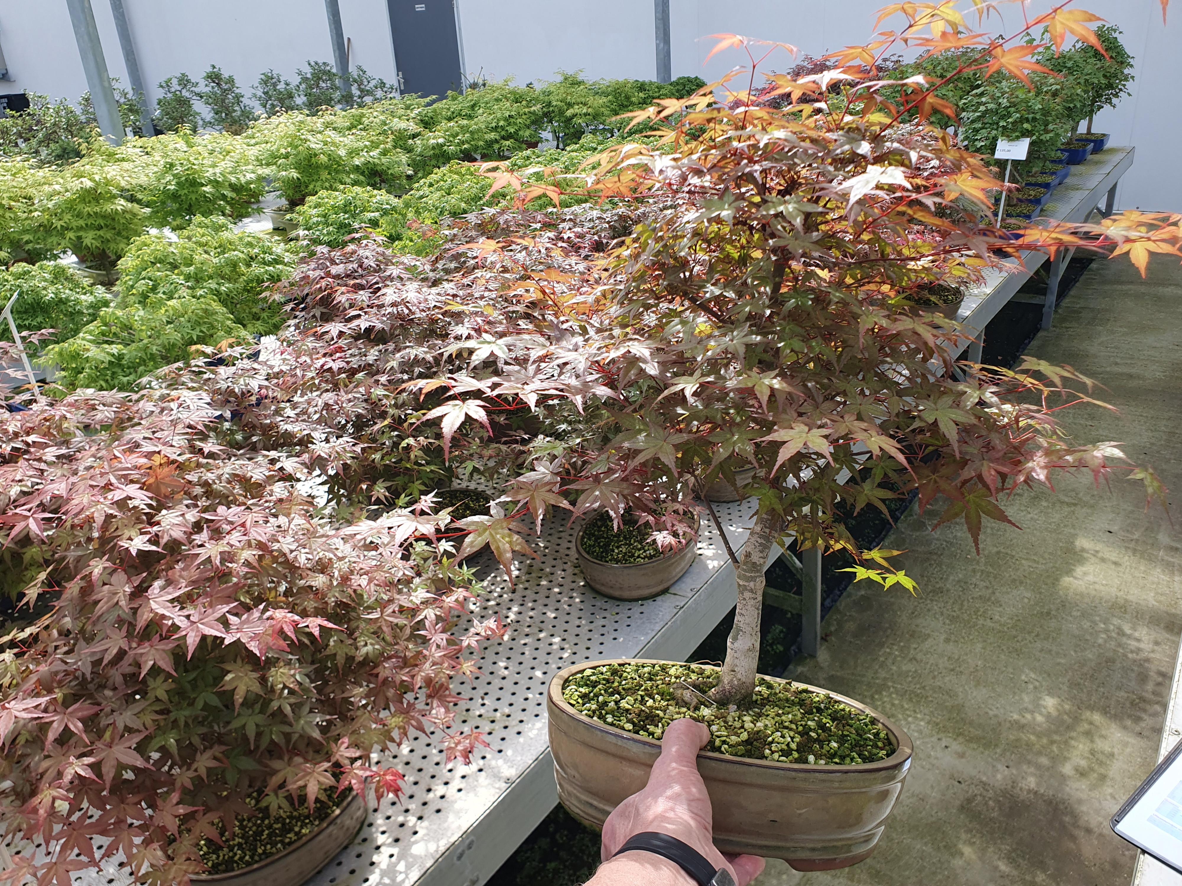Горшечные цветы и растения оптом Bonsai Cer Palmatum Deshojo от 2шт из Голландии с доставкой по России
