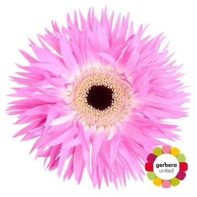Срезанные цветы оптом Gerbera diamond gerspider stitch от 45шт из Голландии с доставкой по России