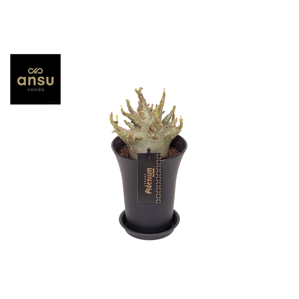 Горшечные цветы и растения оптом Adenium Ansu Baobab In Sierpot Xxl от 6шт из Голландии с доставкой по России