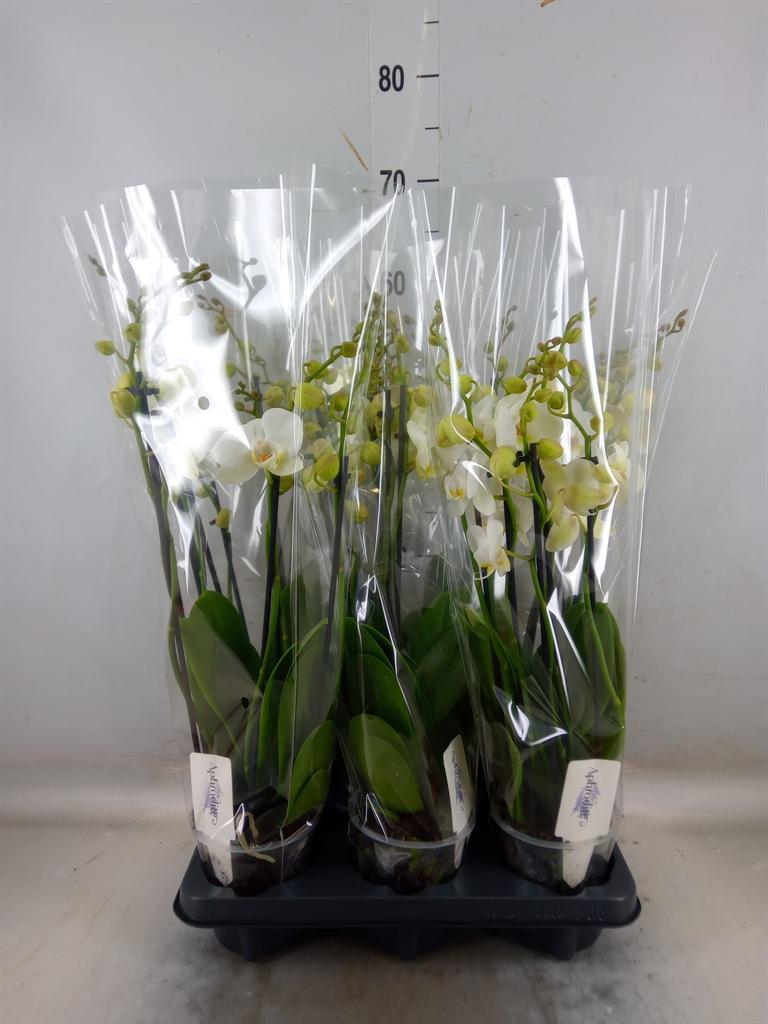 Горшечные цветы и растения оптом Phalaenopsis   ...white от 6шт из Голландии с доставкой по России