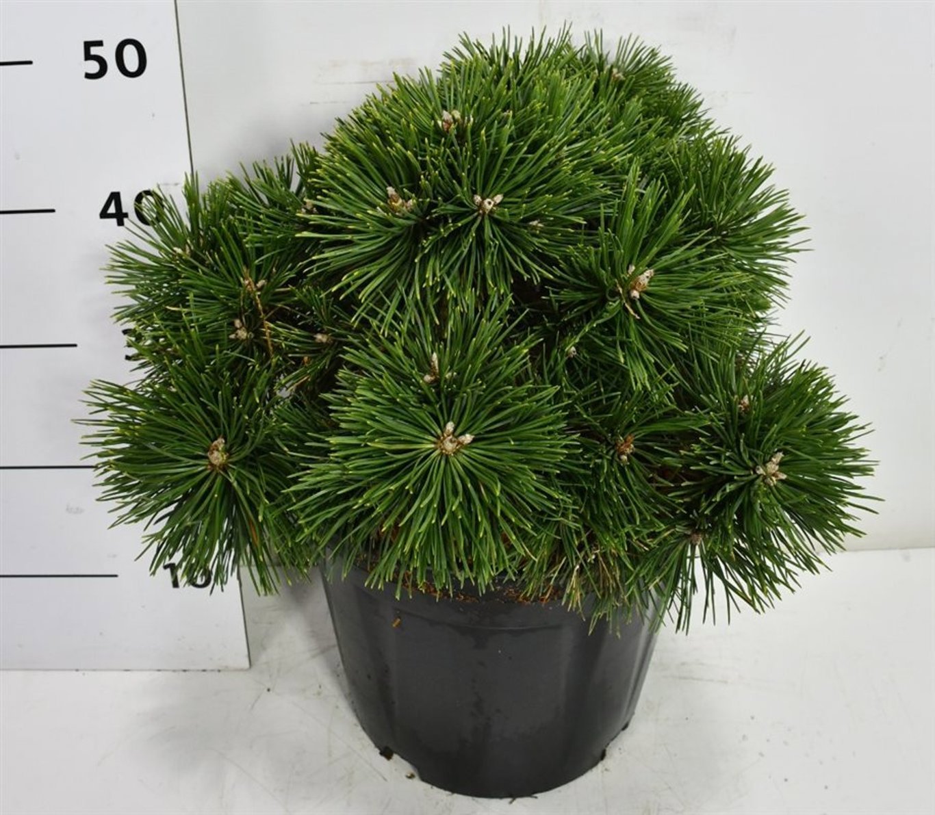 Горшечные цветы и растения оптом Pinus Mugo Green Pearl от 1шт из Голландии с доставкой по России