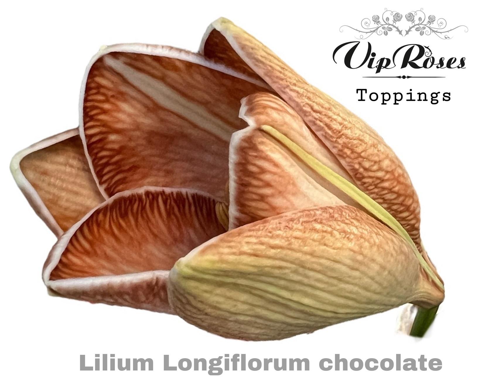 Срезанные цветы оптом Lilium lo paint chocolate от 30шт из Голландии с доставкой по России