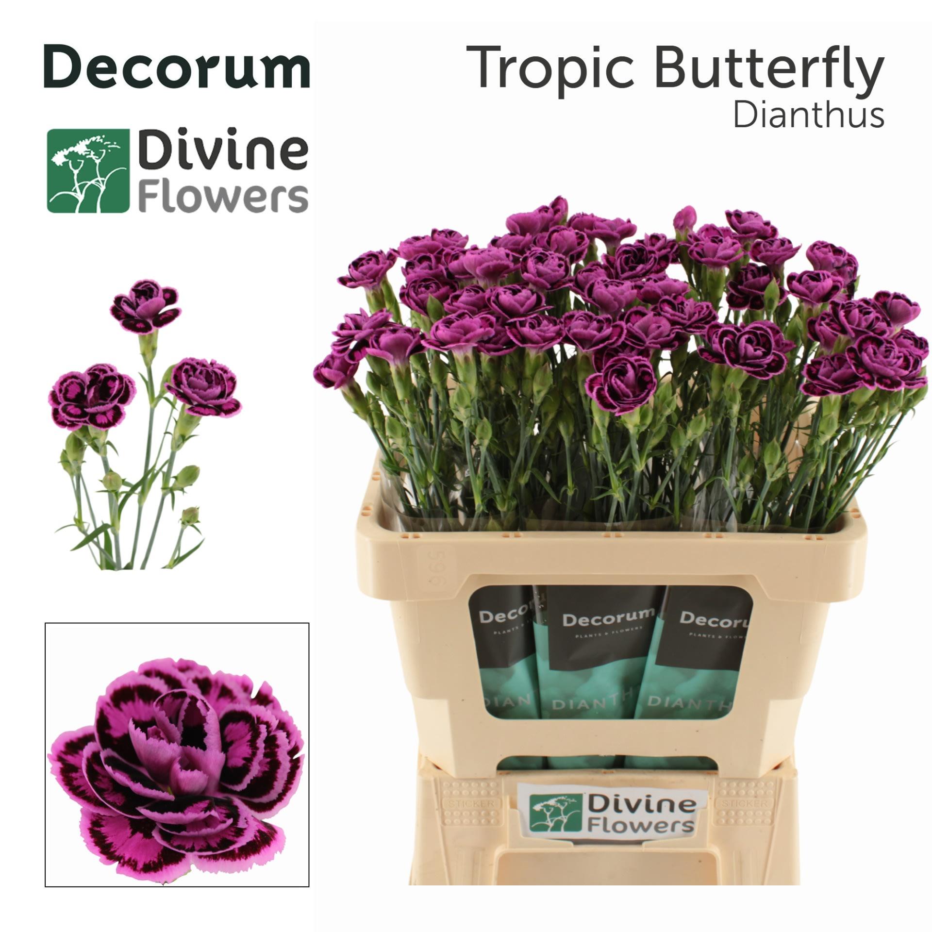 Срезанные цветы оптом Dianthus sp tropic butterfly eolo от 60шт из Голландии с доставкой по России
