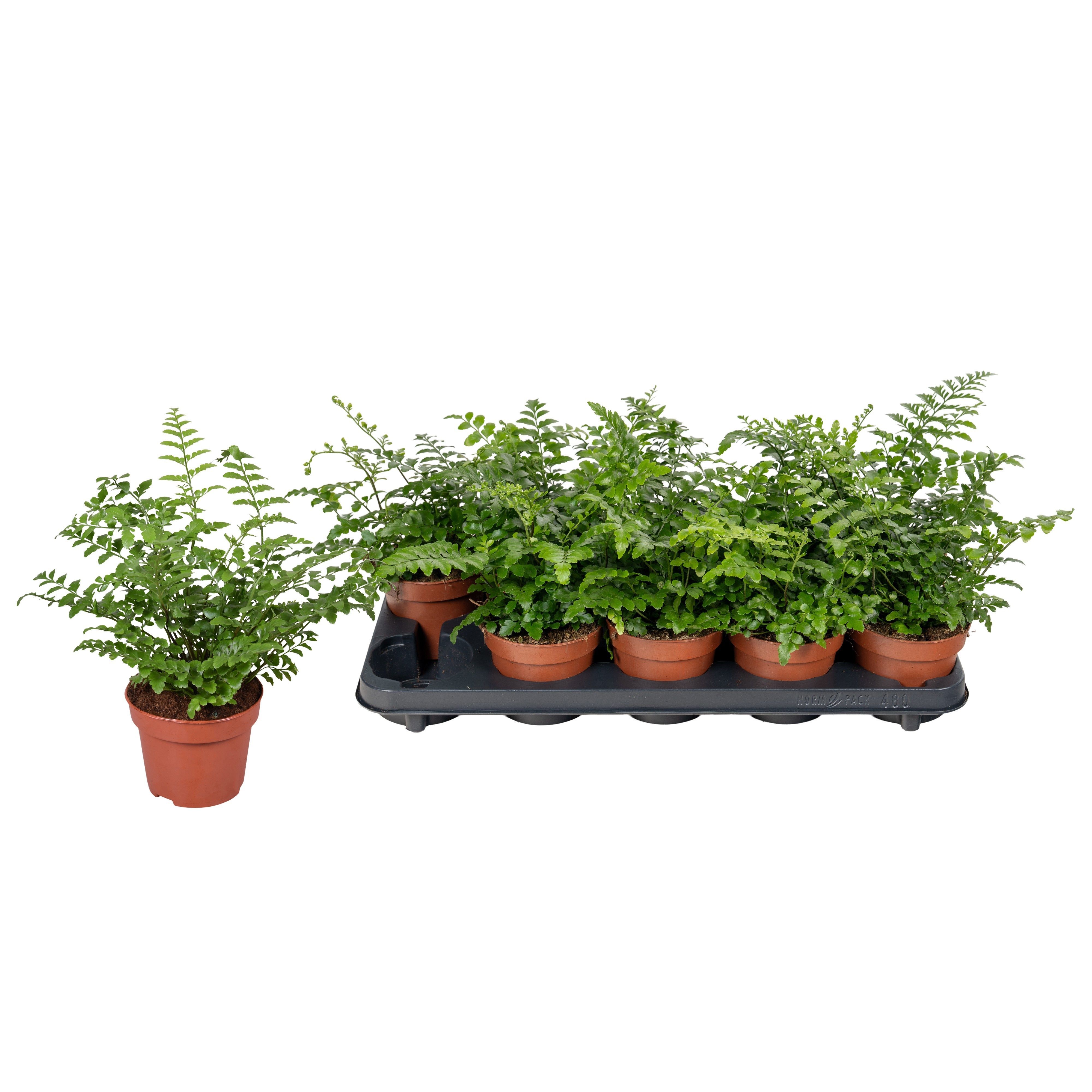 Горшечные цветы и растения оптом Asple Parvati от 10шт из Голландии с доставкой по России