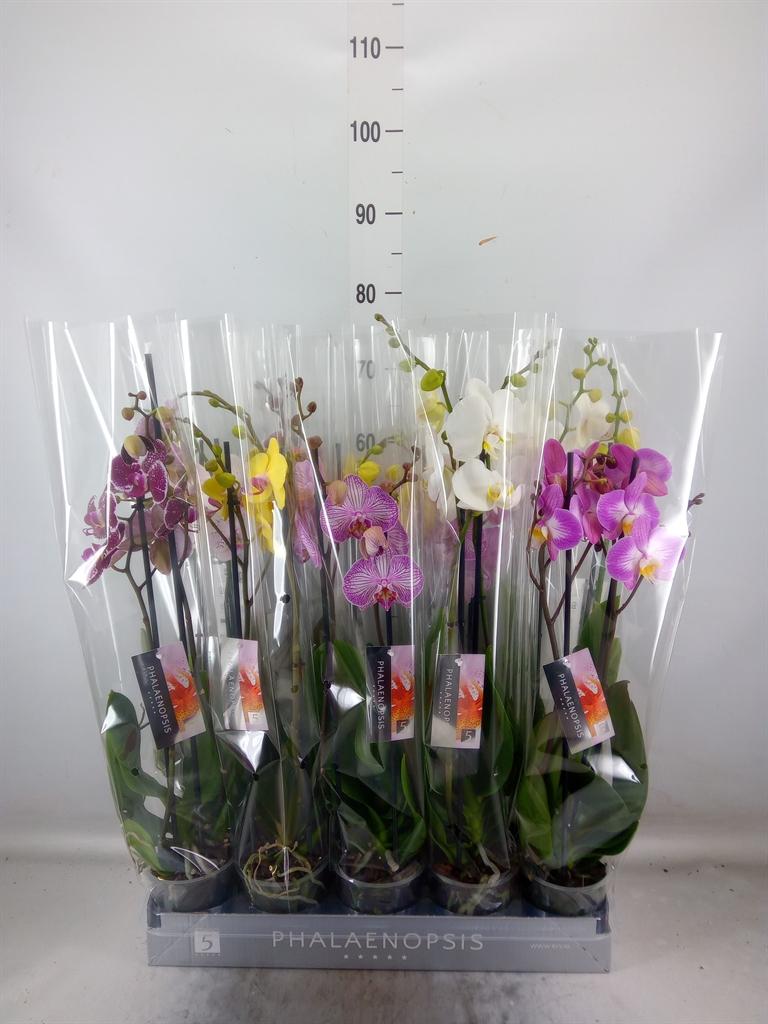 Горшечные цветы и растения оптом Phal 2st Mix 18+ (by-5) от 10шт из Голландии с доставкой по России