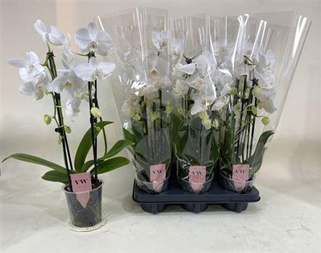 Горшечные цветы и растения оптом Phal El Cascade White 2 Branches 14+ от 6шт из Голландии с доставкой по России