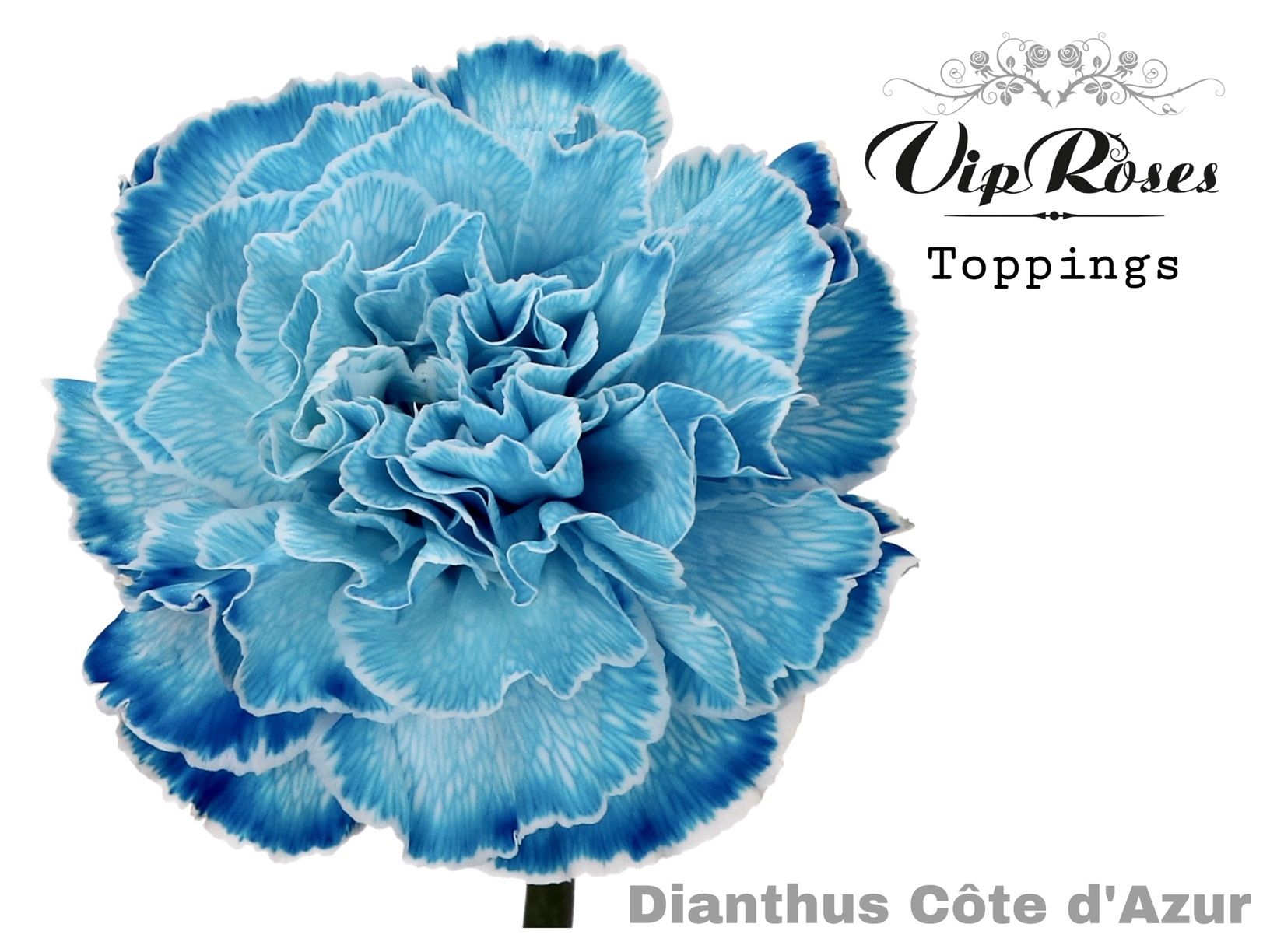 Срезанные цветы оптом Dianthus st paint cote d azur от 40шт из Голландии с доставкой по России