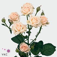 Срезанные цветы оптом Rosa spray jana от 80шт из Голландии с доставкой по России