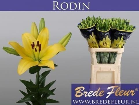Срезанные цветы оптом Lilium la rodin от 40шт из Голландии с доставкой по России