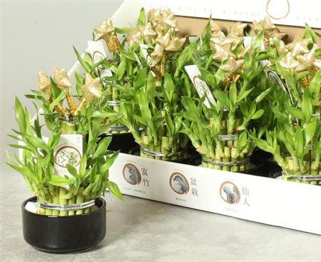 Горшечные цветы и растения оптом Dra Lucky Bamboo 3 Rings от 13шт из Голландии с доставкой по России