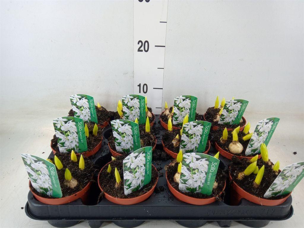 Горшечные цветы и растения оптом Scilla Siberica от 12шт (для телеги) из Голландии с доставкой по России Горшечные цветы и растения оптом Scilla Siberica от 12шт (для телеги) из Голландии с доставкой по России