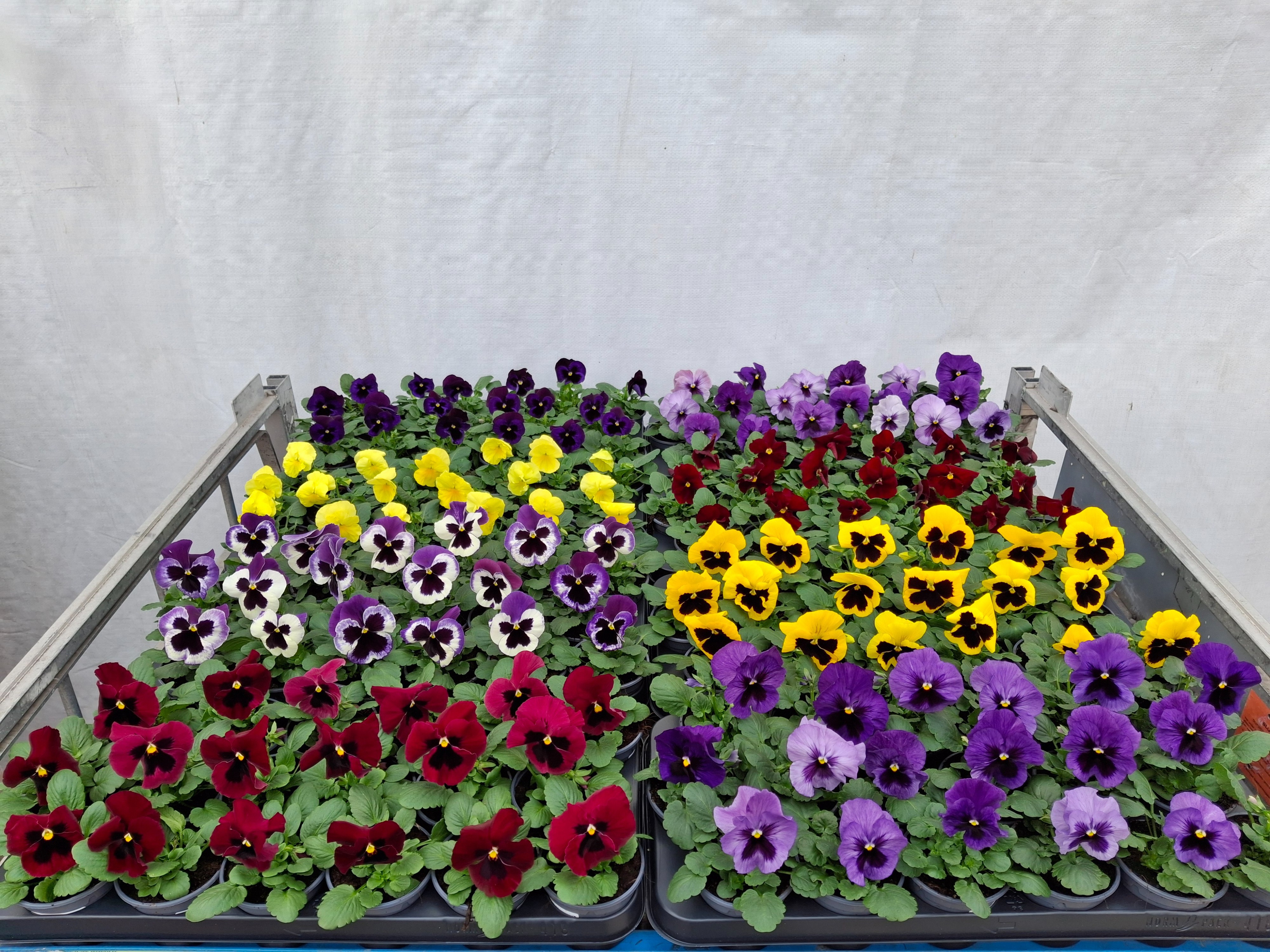 Горшечные цветы и растения оптом Vio Wi Delta Gem от 18шт (для телеги) из Голландии с доставкой по России