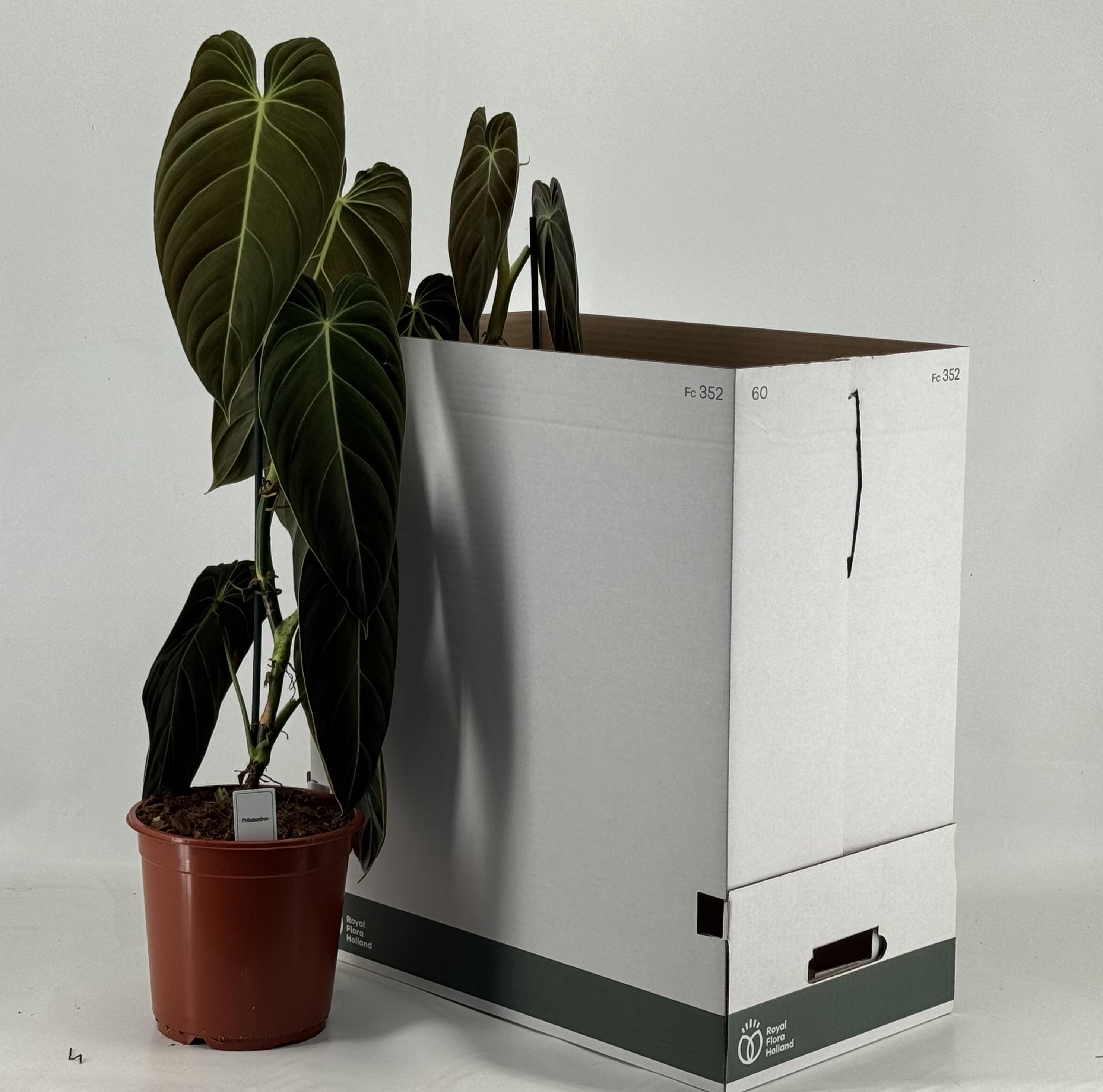 Горшечные цветы и растения оптом Phil Melanochrysum от 2шт из Голландии с доставкой по России