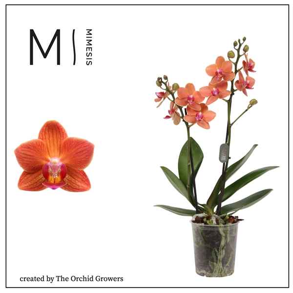 Горшечные цветы и растения оптом Phal 2st Bolzano 16+ (orchid Growers) от 12шт из Голландии с доставкой по России