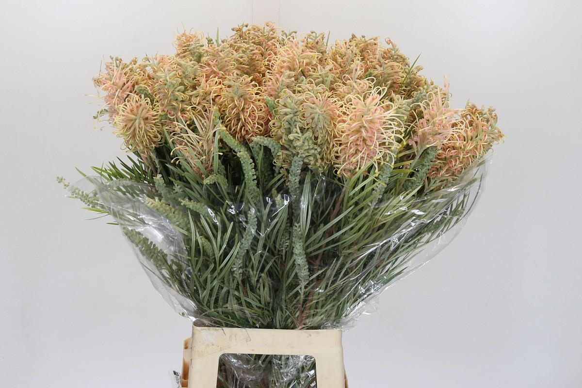 Срезанные цветы оптом Grevillea cal gem от 50шт из Голландии с доставкой по России