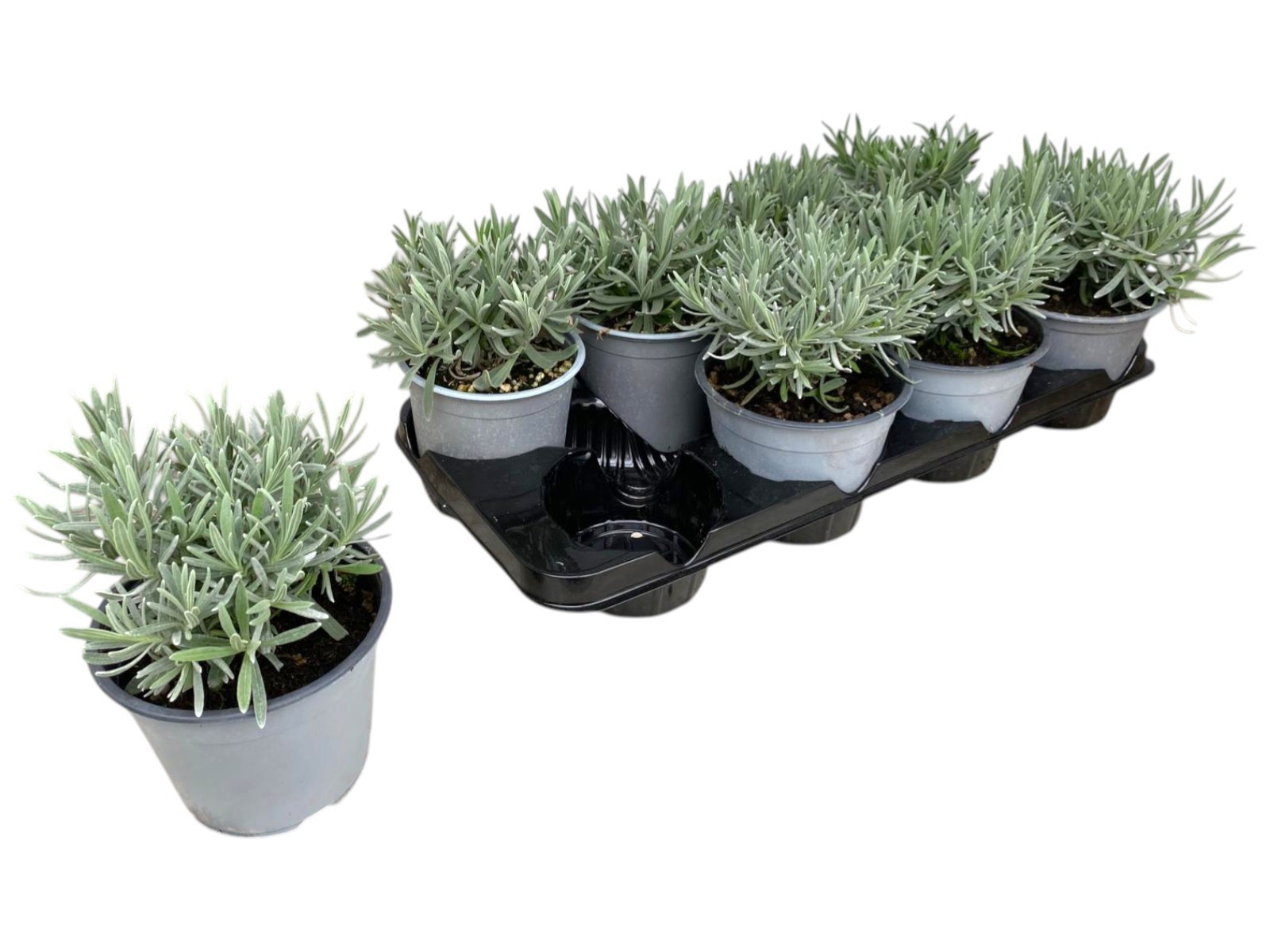 Горшечные цветы и растения оптом Lavandula Angustifolia от 8шт из Голландии с доставкой по России