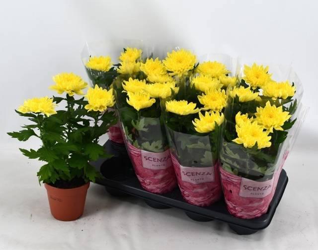 Горшечные цветы и растения оптом Chrys Supnova Yellow от 8шт из Голландии с доставкой по России