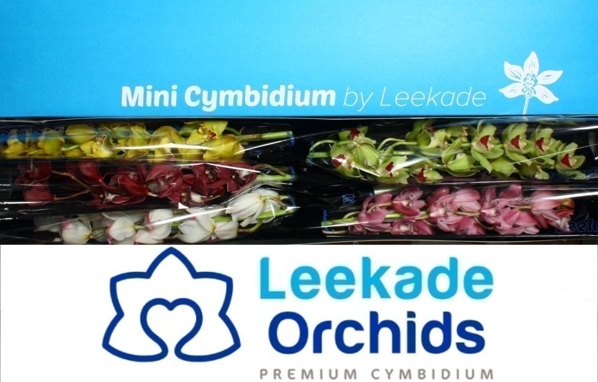 Срезанные цветы оптом Minicymbidium mix от 5шт. из Голландии с доставкой по России