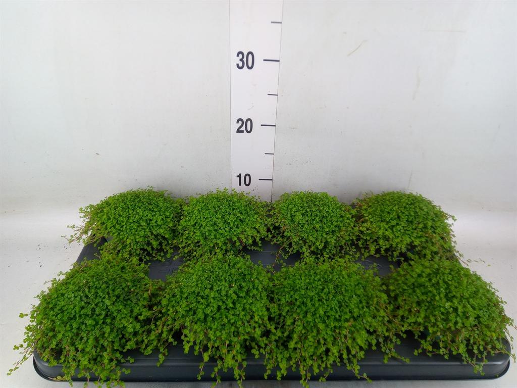 Горшечные цветы и растения оптом Soleirolia Soleirolii   ...green от 8шт из Голландии с доставкой по России