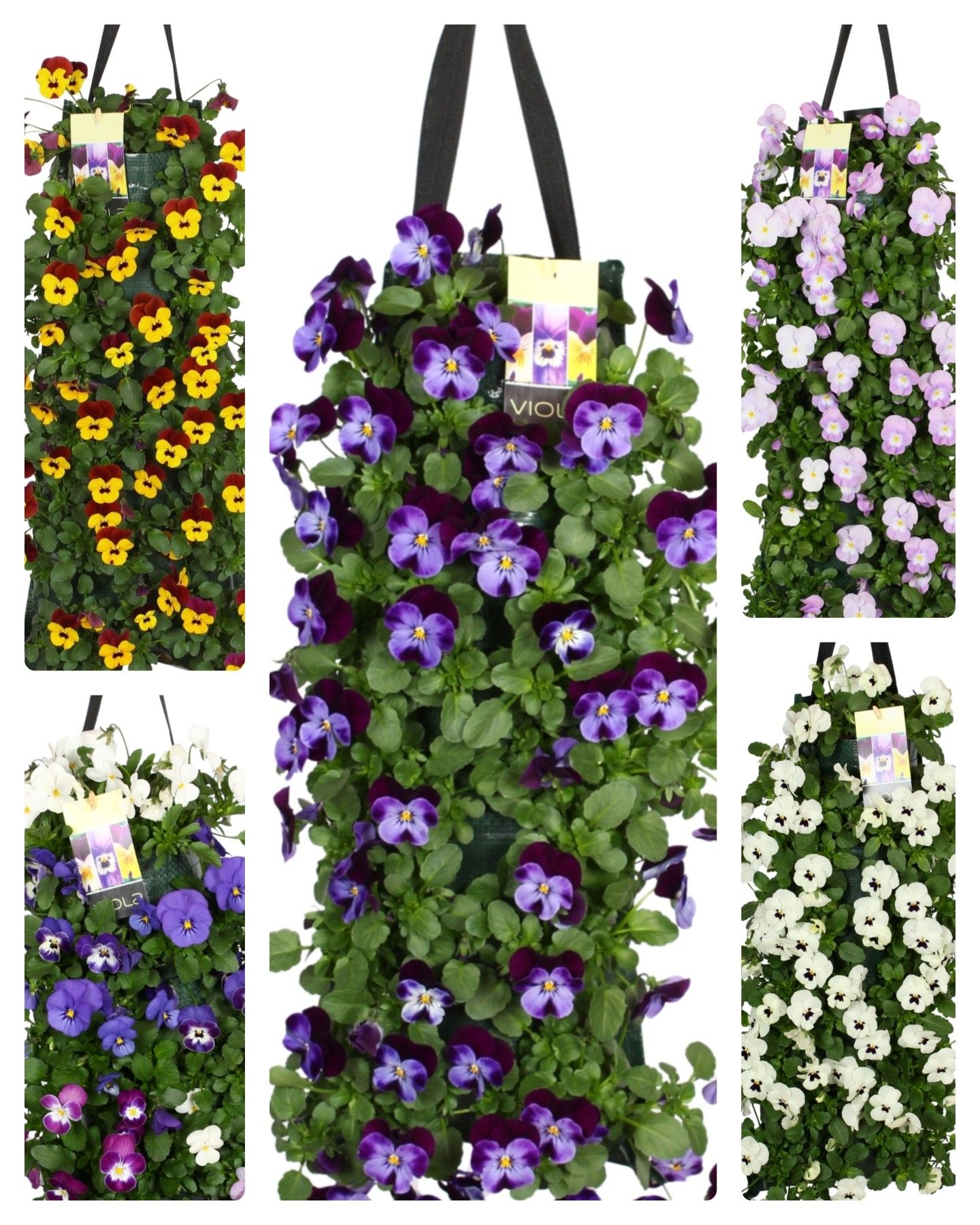Горшечные цветы и растения оптом Viola Corn. Wandhangers от 1шт (для телеги) из Голландии с доставкой по России