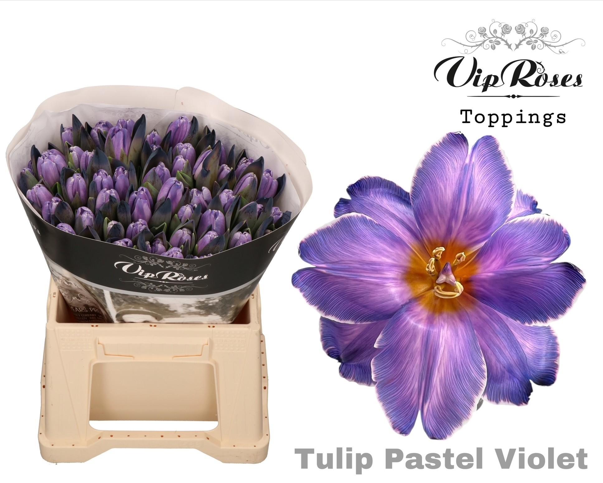 Срезанные цветы оптом Tulipa si paint pastel violet от 50шт из Голландии с доставкой по России